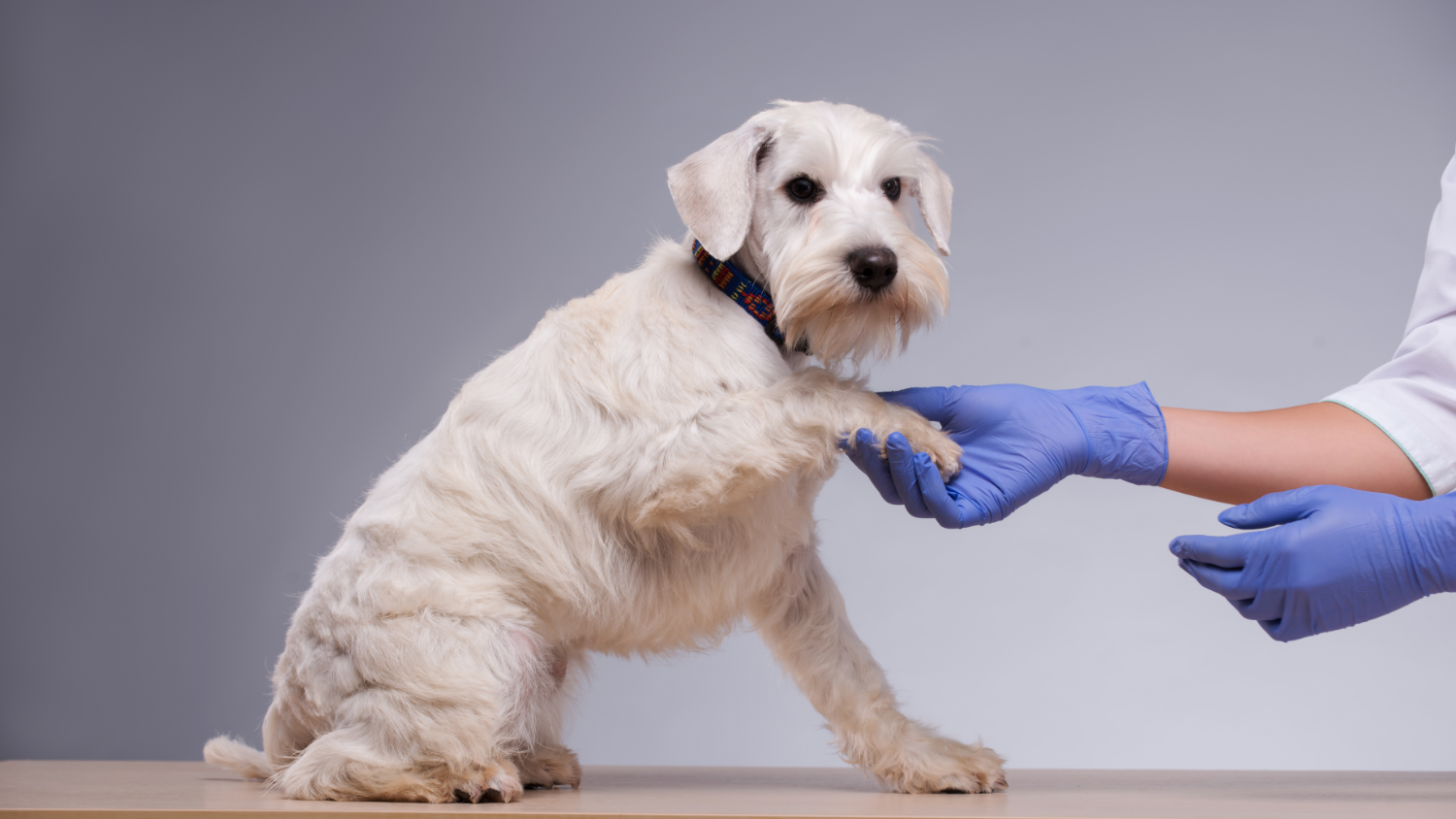 Vaccinations, Heartworm, and Parasite Prevention to Keep Your Pets Safe and Healthy.