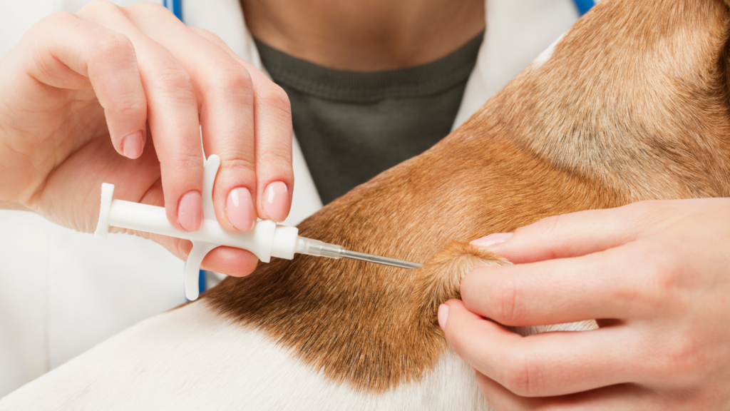 Microchipping & Registration - Keep Your Pet Safe and Identifiable