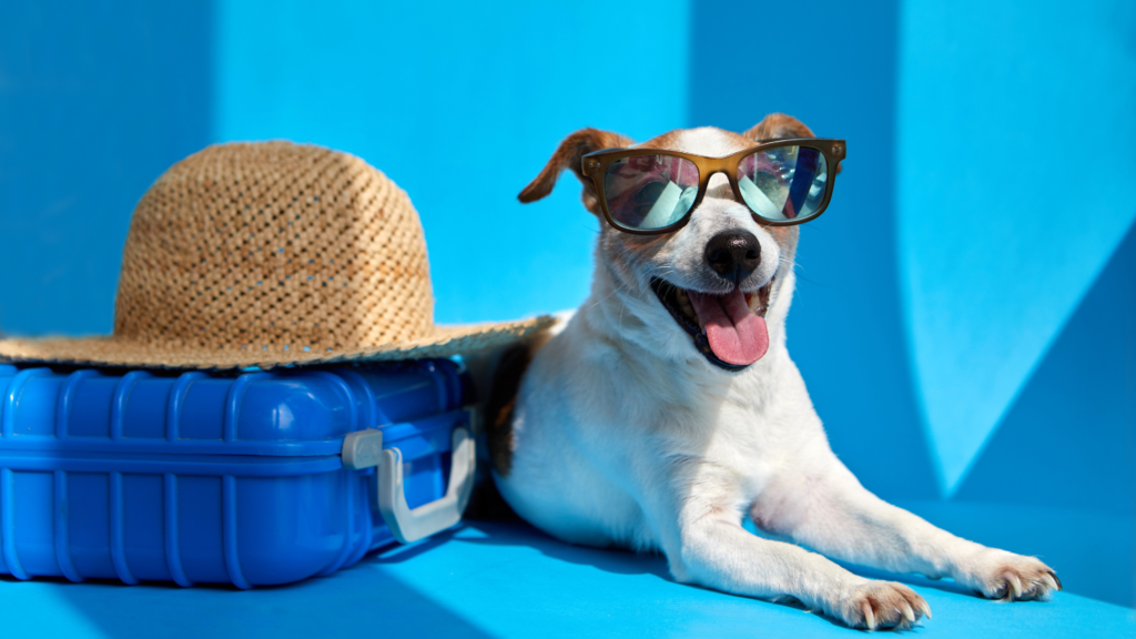 Pet Travel Health Certificates – Safe Travels for Your Pet