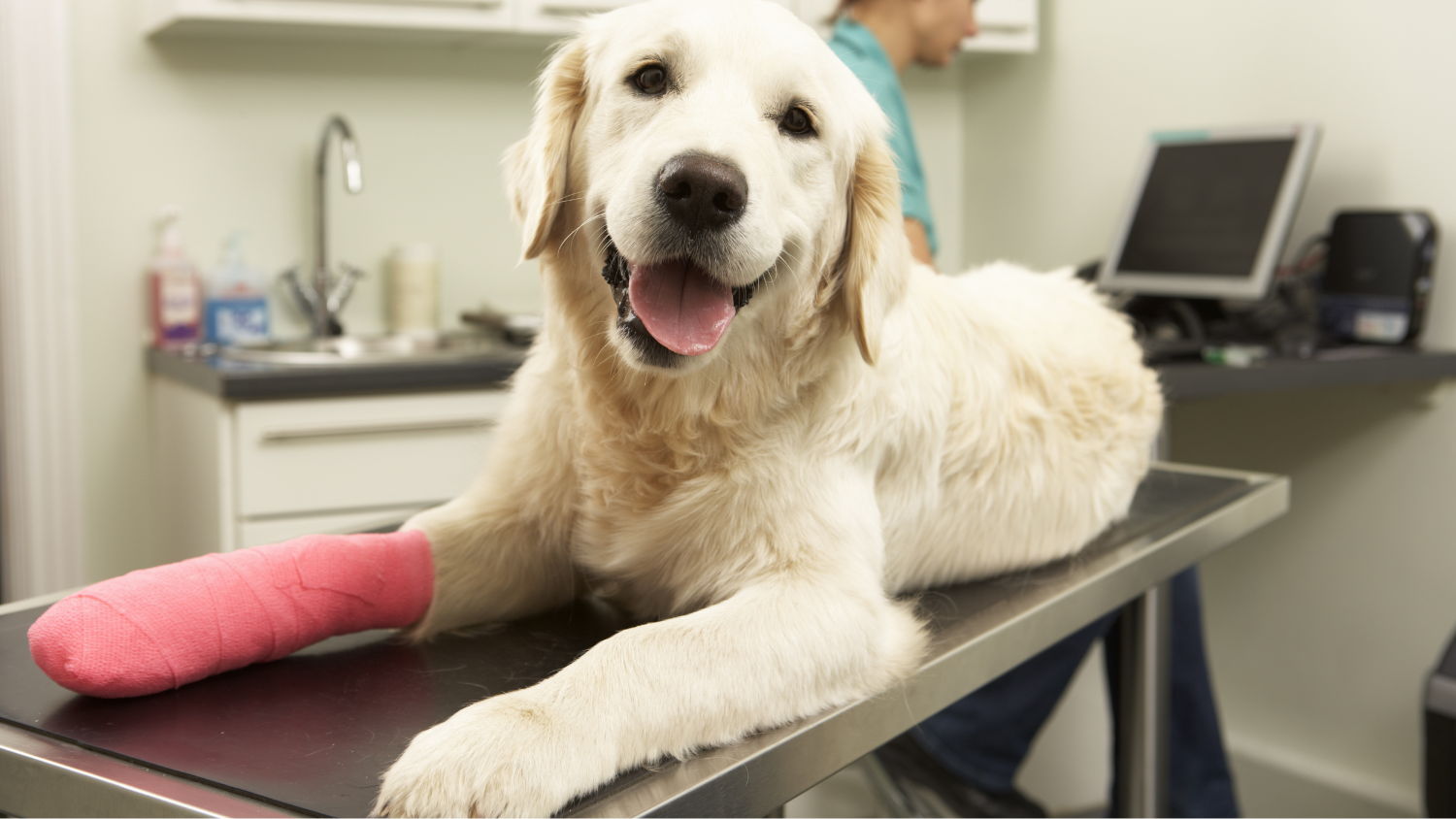 Trust Our Skilled Vets for Comprehensive Consultations to Keep Your Pets in Top Health.