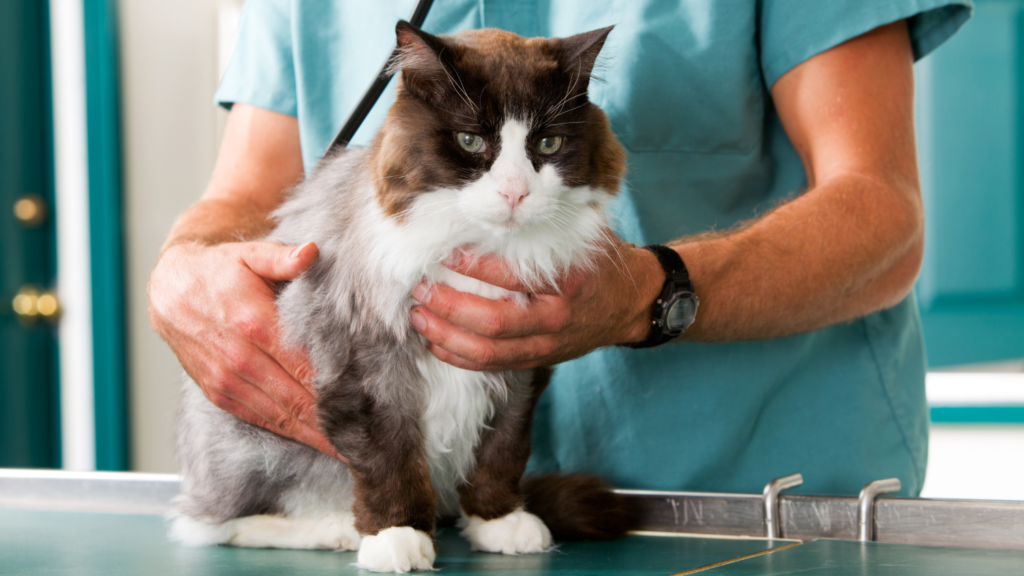 Preventive Care & Vaccinations - Building a Healthier Future for Your Pet