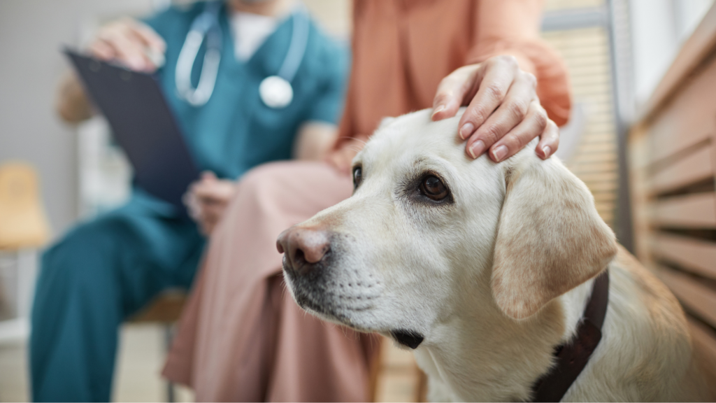 Consultations & Advice - Expert Guidance for Your Pet’s Health