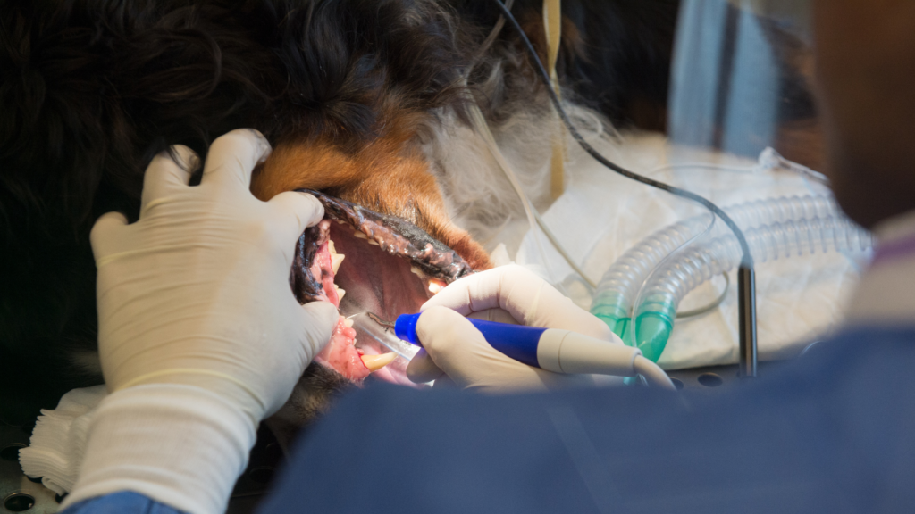 Dental Care for Pets - Dental Care for Healthy Smiles